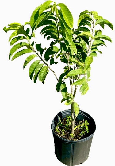 Red Custard Apple, Chirimoya Tree